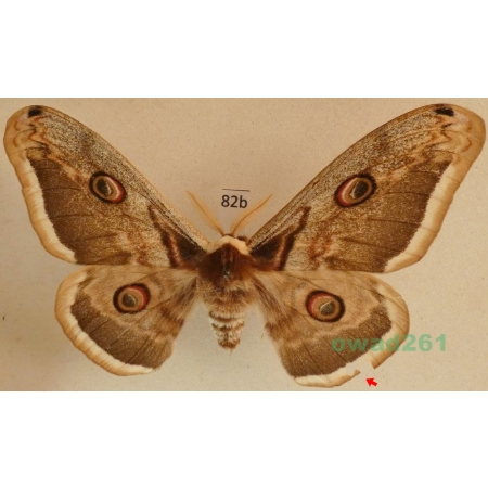Saturnia pyri (Denis & Schiffermüller, 1775) male Pawica gruszówka Czech 94mm82b